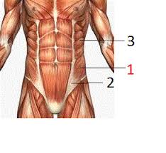 Some muscle names indicate the number of muscles in a group. Muscles Of The Trunk Proprofs Quiz