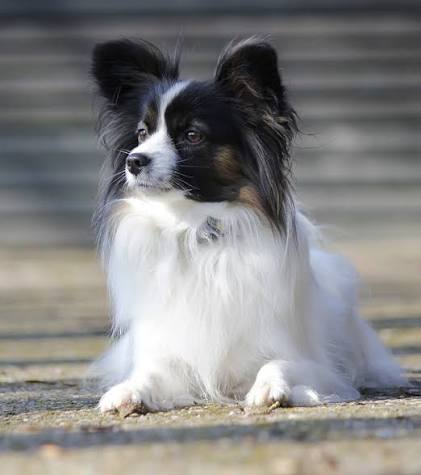Breed Highlight: Papillon - All Pets' Blog of Current Happenings and  Veterinary News