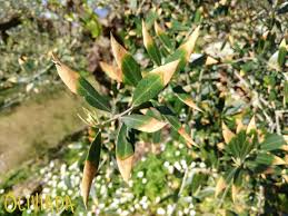Maybe you would like to learn more about one of these? Why Olive Tree Leaves Turning Brown Reasons Treatment
