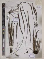 Image result for Vittaria elongata