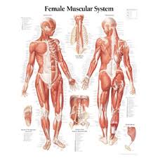 Muscular System Female Chart Laminated Wall Chart