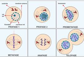 Ilustrasi pembelahan mitosis dan meiosis dapat dilihat pada gambar berikut. 10 Perbedaan Mitosis Dan Meiosis Dan Penjelasan Lengkap Cerdika