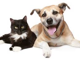 The staff at the estill county animal shelter works hard to place as many animals as they can into loving, permanent homes that can offer them a second chance at living a happy, fulfilling life with a special family. Irvine Animal Care Center Cbs Los Angeles
