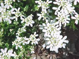 Shrubs Trees Climbers Bulbs And Tubers Birthright Victoria