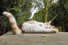 But, if the tail is pressed to the cat's stomach for a long period of time, then there. Why Do Cats Thump Their Tails When Lying Down 6 Reasons For This Behavior Excited Cats