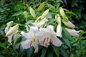 真っ白い花が優美なカサブランカ 育て方のポイントと注意点 植物とあなたをつなぐplantia