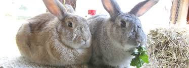 We raise meat rabbits, meat chickens, laying hens, and have a real passion for compost! Rabbit Diet Rabbit Welfare Tips Advice Health