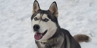 Dogs & puppies for sale. Siberian Husky Price Discover This Canine S Cost My Dog S Name