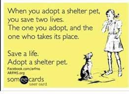 Animaladvocacy Dog Adoption Animal Advocacy Foster Dog