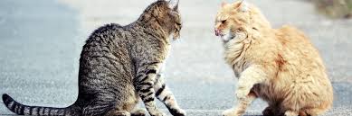 Lichtenberg's excellent cat fight club article about cat abscesses comes in. Cat Fight Wounds And Abscesses Greencross Vets