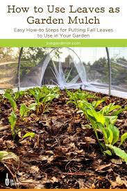 How To Use Leaves As Garden Mulch Joegardenertv Garden Mulch Survival Gardening Mulch