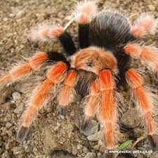 Mexican Fireleg Tarantula Brachypelma Bohemi Tarantula Mexican Red Knee Mexican