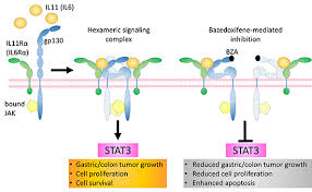 Image result for Selective Estrogen Receptor Modulator