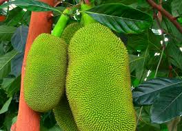 Image result for Artocarpus heterophyllus
