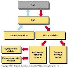 Ch 11 Divisions Of The Nervous System Nervous Nervous System System