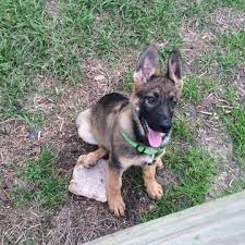 We did not find results for: Pin On Puppies For Sale