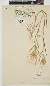 Image result for Acrachne