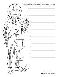 ⇒ click on the diagram to show / hide labels. Blood Vessel Labeling Circulatory System