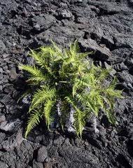 Image result for Pityrogramma aurantiaca