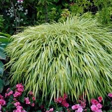 Image result for Olax aschersoniana