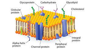 What is the cell membrane composed of. Membrane Carbohydrate Cell Biology Microbe Notes