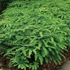 Image result for Adiantum comorense