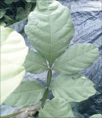 Image result for Paullinia pinnata