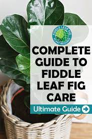 Everything You Need To Know About Fiddle Leaf Fig Care Fiddle Leaf Fig Care Fiddle Leaf Fig Fiddle Leaf
