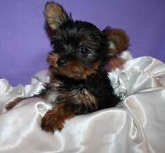 Yorkie puppies for sale , teacup yorkie puppies for sale micro pocket tiny toy yorkies for sale, yorkie breeder in houston texas ,yorkie puppy for sale, yorkies for sale in tx, parti yorkies for sale, , german biewer yorkies for sale, white yorkie puppies for sale, yorkie breeder in texas tx, small yorkie pups for sale in houston texas Registered Tiny Teacup Yorkie Puppies For Sale In Humble Texas Classified Americanlisted Com