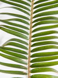 Image result for Encephalartos ngoyanus