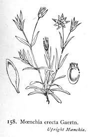 Image result for Cerastium octandrum