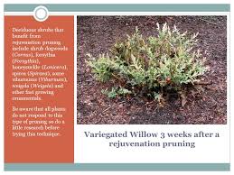 Plants that are stressed or in poor health (for example, during drought conditions or if they're diseased or plagued by insect pests) may not survive. Plant Material Maintenance Ppt Video Online Download