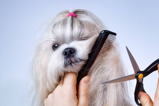 Trim your dog's hair