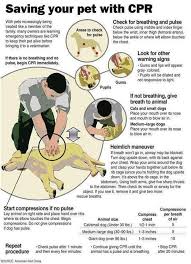 Giant George Timeline Photos Your Pet Pets Pet Care
