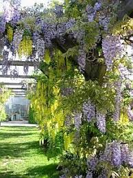 10 Tricks Fur Die Gestaltung Eines Kleinen Gartens Rankpflanzen Rankende Pflanze Kletterpflanzen