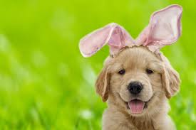 Maybe you would like to learn more about one of these? Why You Shouldn T Let Your Dog Eat Chocolate Easter Eggs The Independent