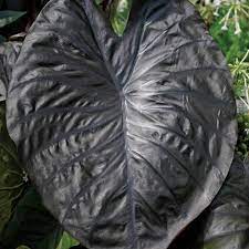 Maybe you would like to learn more about one of these? Diamond Head Elephant S Ear Finegardening