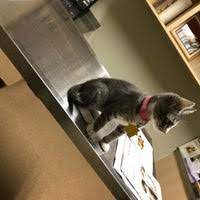 Alondra animal hospital gardena, ca 90249. Rancho Regional Veterinary Hospital 2 Tips From 74 Visitors