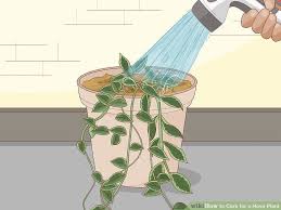 How To Care For A Hoya Plant Hoya Plants Plants Plant Decor Indoor