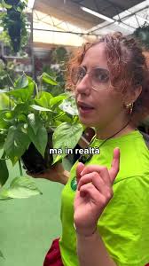 Il Pothos: La Pianta più Comune negli Appartamenti