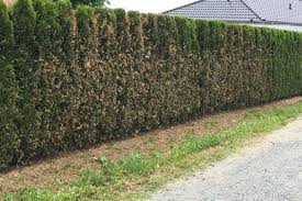 So sparsam wie möglich, damit keine überdüngung stattfindet. Gartentipp Thujahecken Sterben Ab