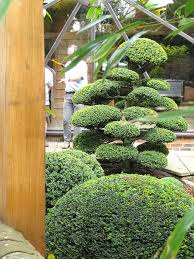 Ilex Crenata Gets A Good Clipping Niwaki Stye Jardin D Eau Petit Jardin Japonais Jardin Zen