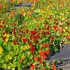 Wie erfolgt die bestäubung der kapuzinerkresse? Grosse Kapuzinerkresse Pflanzen Und Pflegen Mein Schoner Garten