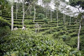 Kebun teh nglinggo merupakan perkebunan teh yang telah dibuka sejak tahun 1990. Kebun Teh Nglinggo Akan Dikembangkan Jadi Pusat Wisata Offroad Dan Perkemahan Mewah
