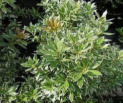 Image result for Pieris japonský little heath obrázek