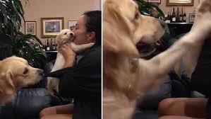 Video Jealous Golden Retriever Pulls Puppy Away From Its Owner Daily Mail Online