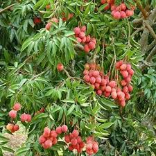 We did not find results for: Tropical Fruits Fastgrowingtrees Com Lychee Tree Fast Growing Trees Fruit Plants