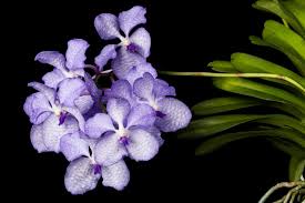 Image result for Vanda coerulea