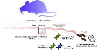 Detection And Quantification Of House Mouse Eimeria At The Species Level Challenges And Solutions For The Assessment Of Coccidia In Wildlife Sciencedirect
