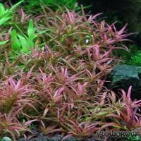 Image result for Rotala mexicana